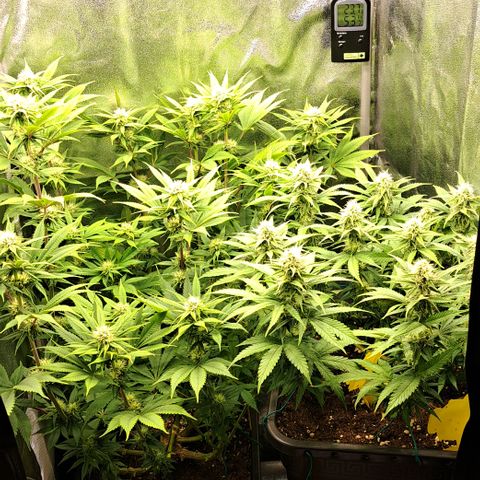 Wedding Cake WeedSeedShop growlog timeline photo