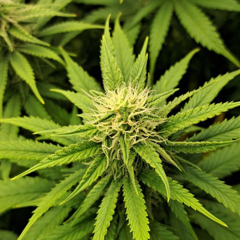 Wedding Cake WeedSeedShop growlog timeline photo