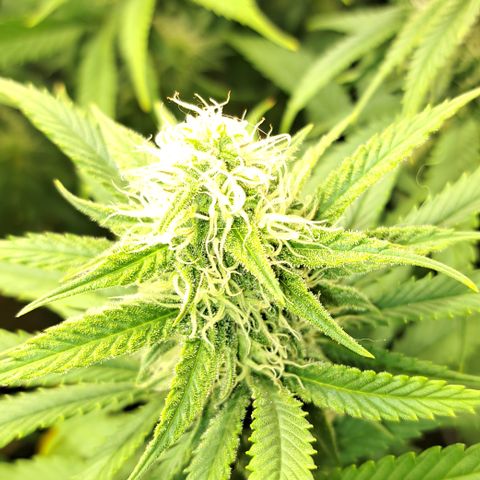 Wedding Cake WeedSeedShop growlog timeline photo