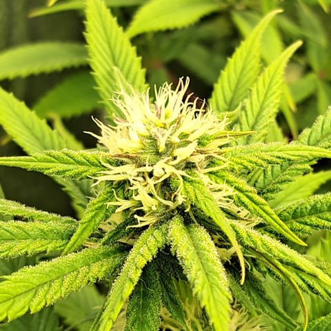 Wedding Cake WeedSeedShop growlog timeline photo