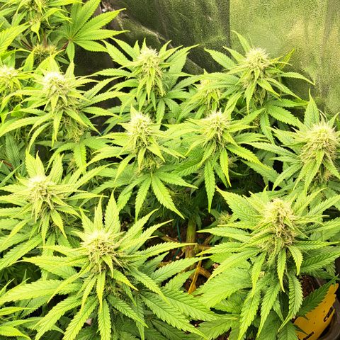 Wedding Cake WeedSeedShop growlog timeline photo