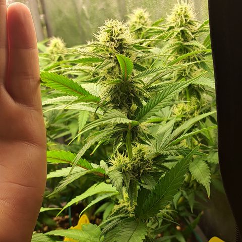 Wedding Cake WeedSeedShop growlog timeline photo