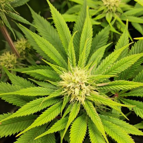 Wedding Cake WeedSeedShop growlog photo: RLF 52-62% schwankend.
Temperatur 18°c-25°c durchschnitt /22.5°c
Abluft und Osz. Ventilator durchgehend laufend.