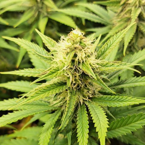 Wedding Cake WeedSeedShop growlog photo: RLF 52-62% schwankend.
Temperatur 18°c-25°c durchschnitt /22.5°c
Abluft und Osz. Ventilator durchgehend laufend.