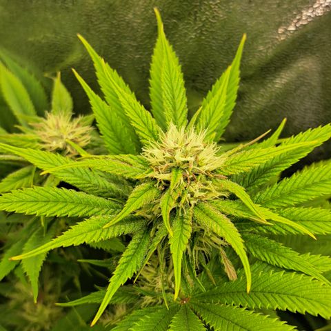 Wedding Cake WeedSeedShop growlog photo: RLF 52-62% schwankend.
Temperatur 18°c-25°c durchschnitt /22.5°c
Abluft und Osz. Ventilator durchgehend laufend.