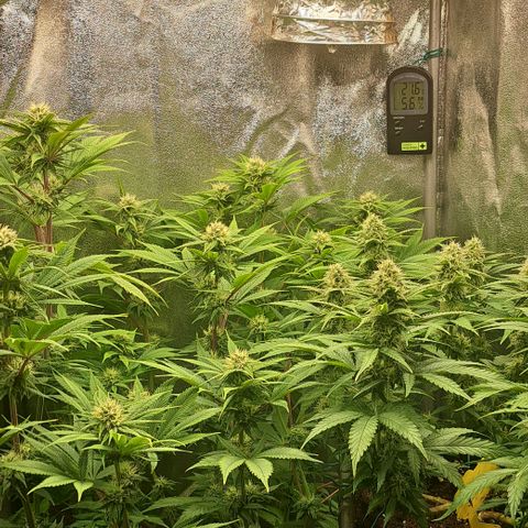 Wedding Cake WeedSeedShop growlog timeline photo