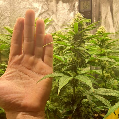 Wedding Cake WeedSeedShop growlog timeline photo