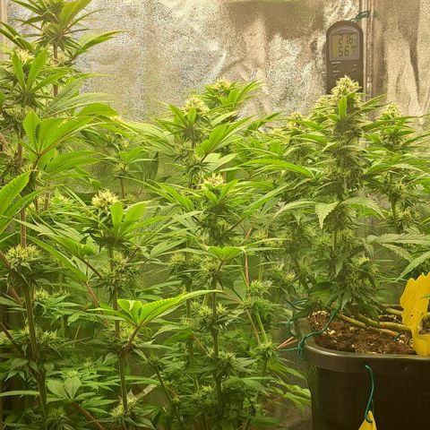 Wedding Cake WeedSeedShop growlog timeline photo