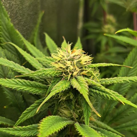 Wedding Cake WeedSeedShop growlog timeline photo
