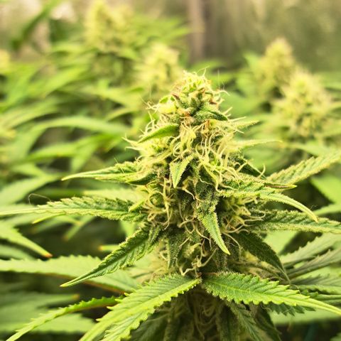 Wedding Cake WeedSeedShop growlog timeline photo