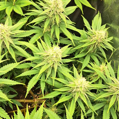 Wedding Cake WeedSeedShop growlog timeline photo