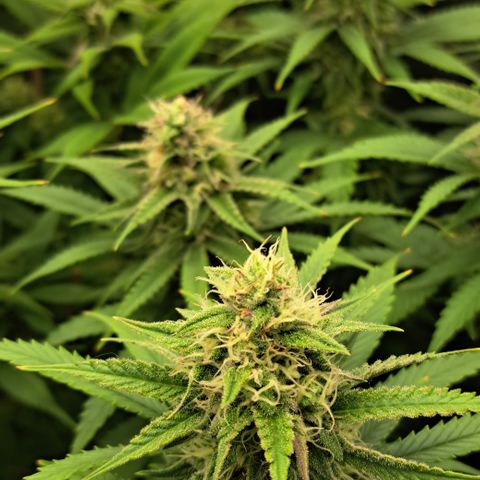 Wedding Cake WeedSeedShop growlog timeline photo