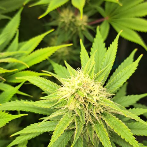 Wedding Cake WeedSeedShop growlog timeline photo