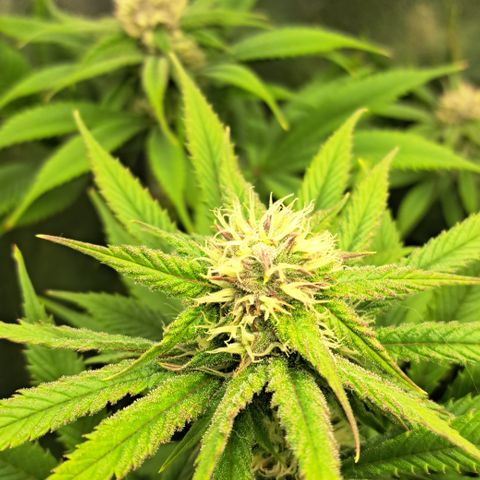 Wedding Cake WeedSeedShop growlog timeline photo