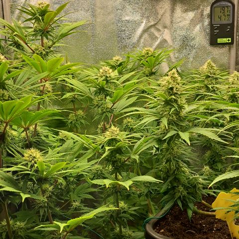 Wedding Cake WeedSeedShop growlog timeline photo