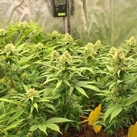Wedding Cake WeedSeedShop growlog timeline photo