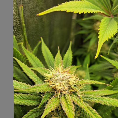Wedding Cake WeedSeedShop growlog timeline photo