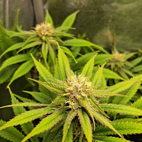 Wedding Cake WeedSeedShop growlog timeline photo