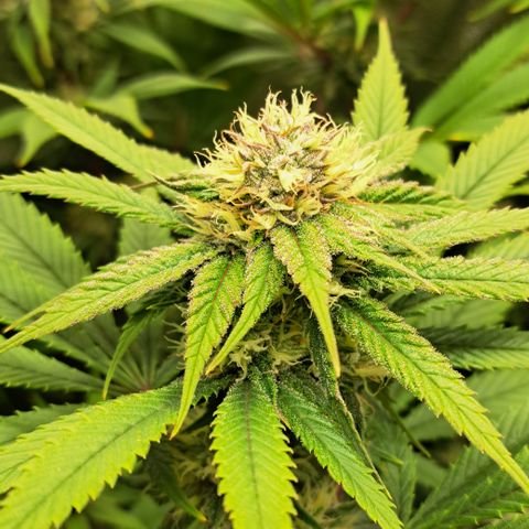 Wedding Cake WeedSeedShop growlog timeline photo