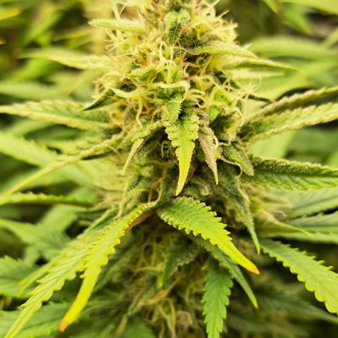 Wedding Cake WeedSeedShop growlog timeline photo
