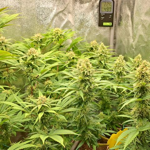 Wedding Cake WeedSeedShop growlog timeline photo
