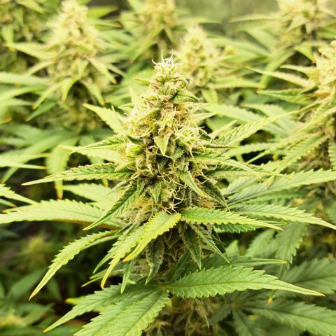 Wedding Cake WeedSeedShop growlog timeline photo