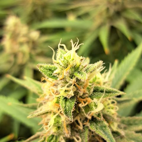 Wedding Cake WeedSeedShop growlog timeline photo