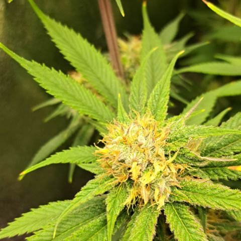 Wedding Cake WeedSeedShop growlog timeline photo