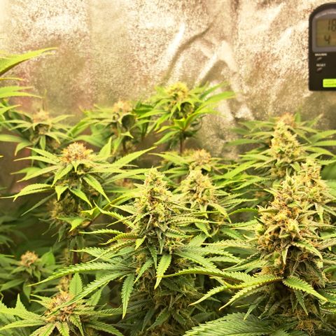 Wedding Cake WeedSeedShop growlog timeline photo
