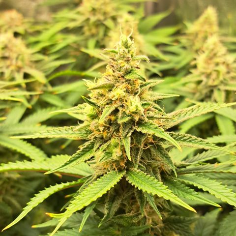 Wedding Cake WeedSeedShop growlog timeline photo