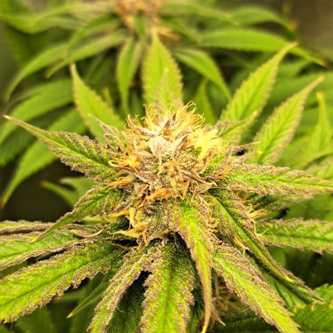 Wedding Cake WeedSeedShop growlog timeline photo