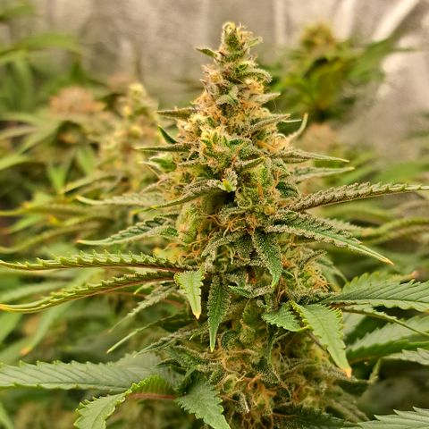 Wedding Cake WeedSeedShop growlog photo: Royal Cheese Trichome werden Matt.
Vereinzelt bernstein farbige.