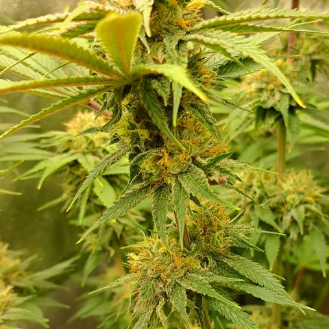 Wedding Cake WeedSeedShop growlog photo: Royal Cheese Trichome werden Matt.
Vereinzelt bernstein farbige.