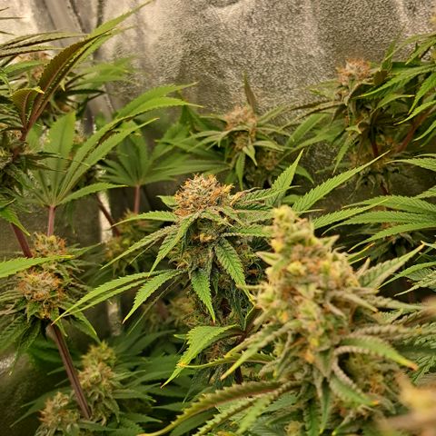 Wedding Cake WeedSeedShop growlog photo: Royal Cheese Trichome werden Matt.
Vereinzelt bernstein farbige.