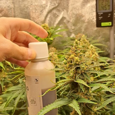 Wedding Cake WeedSeedShop growlog timeline photo