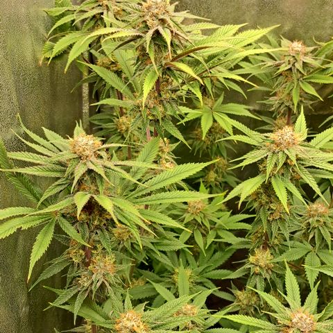 Wedding Cake WeedSeedShop growlog timeline photo