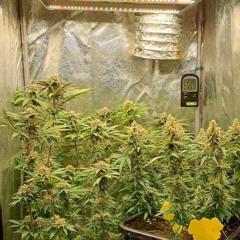 Wedding Cake WeedSeedShop growlog timeline photo