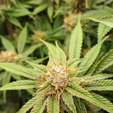 Wedding Cake WeedSeedShop growlog timeline photo