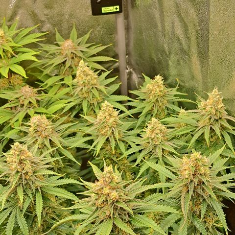 Wedding Cake WeedSeedShop growlog timeline photo