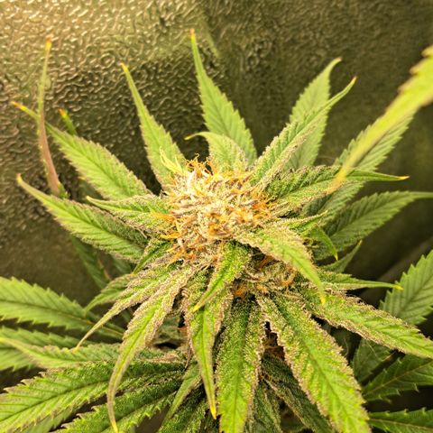 Wedding Cake WeedSeedShop growlog timeline photo