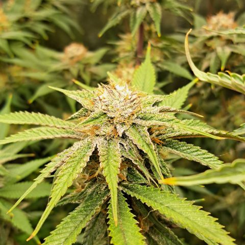 Wedding Cake WeedSeedShop growlog timeline photo