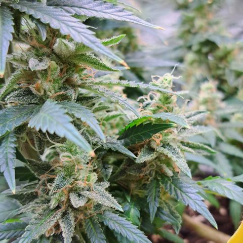 Wedding Cake WeedSeedShop growlog timeline photo