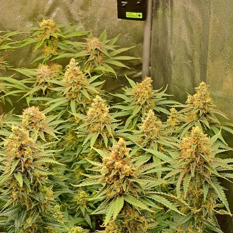 Wedding Cake WeedSeedShop growlog timeline photo