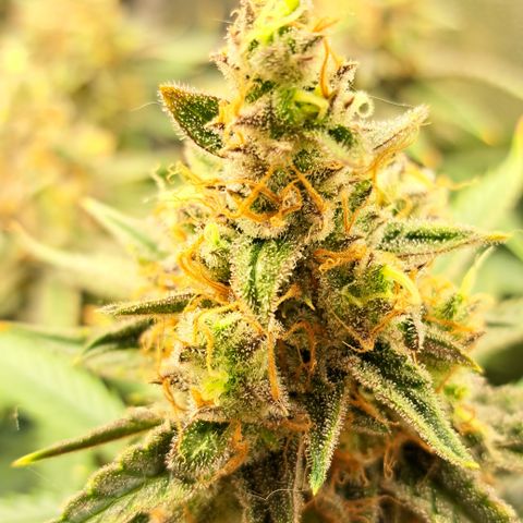 Wedding Cake WeedSeedShop growlog timeline photo