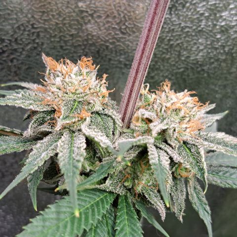 Wedding Cake WeedSeedShop growlog timeline photo