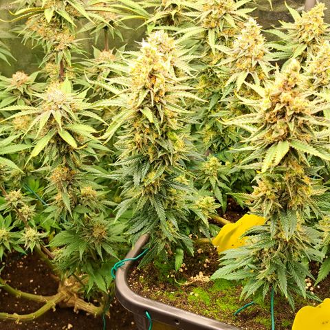 Wedding Cake WeedSeedShop growlog timeline photo