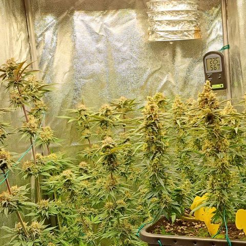 Wedding Cake WeedSeedShop growlog timeline photo