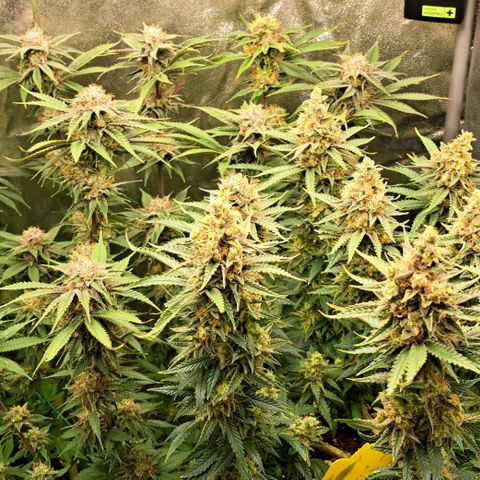 Wedding Cake WeedSeedShop growlog timeline photo