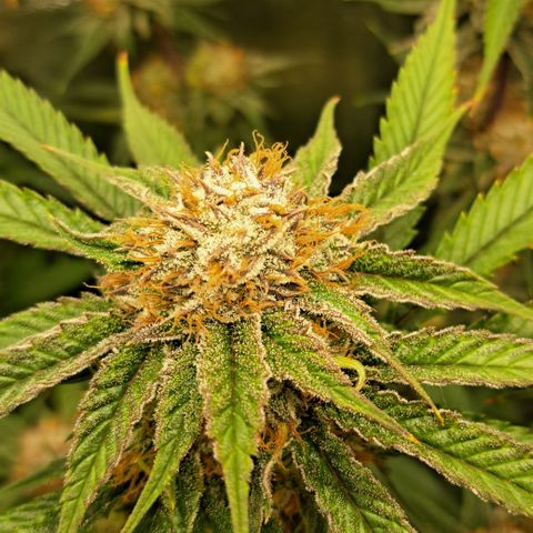 Wedding Cake WeedSeedShop growlog timeline photo