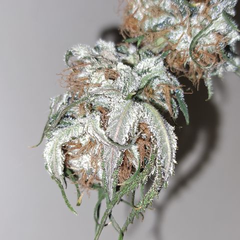 Wedding Cake WeedSeedShop growlog timeline photo
